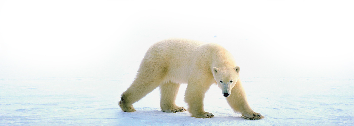 Polar Bear Physiology
