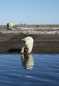 Polar-BearAlaska