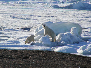 2-Polar-bears