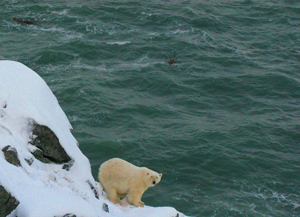 Russia---Chukotka-Polar-Bear
