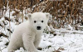 polar-bear-cub1