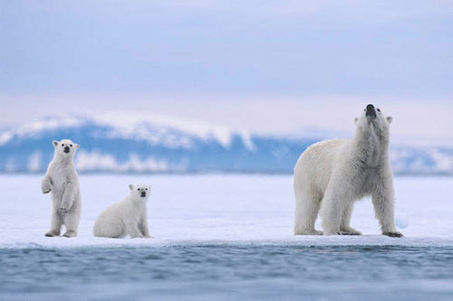 polar-bear-family